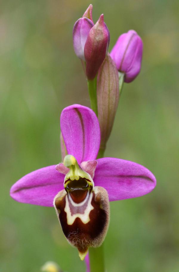 Ophrys apifera x Ophrys tenthredinifera neglecta  maggio 2014 in provincia di Potenza.